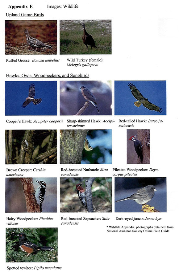 Wildlife Images: Birds