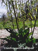 Comfrey with bamboo