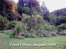 Food forest