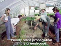 Greenhouse plant propagation