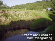 Stream bank erosion
