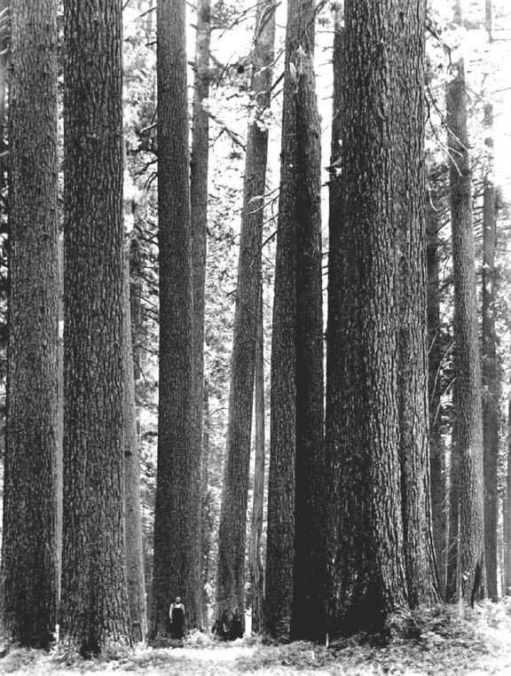 Old Growth Forest Early 1900s